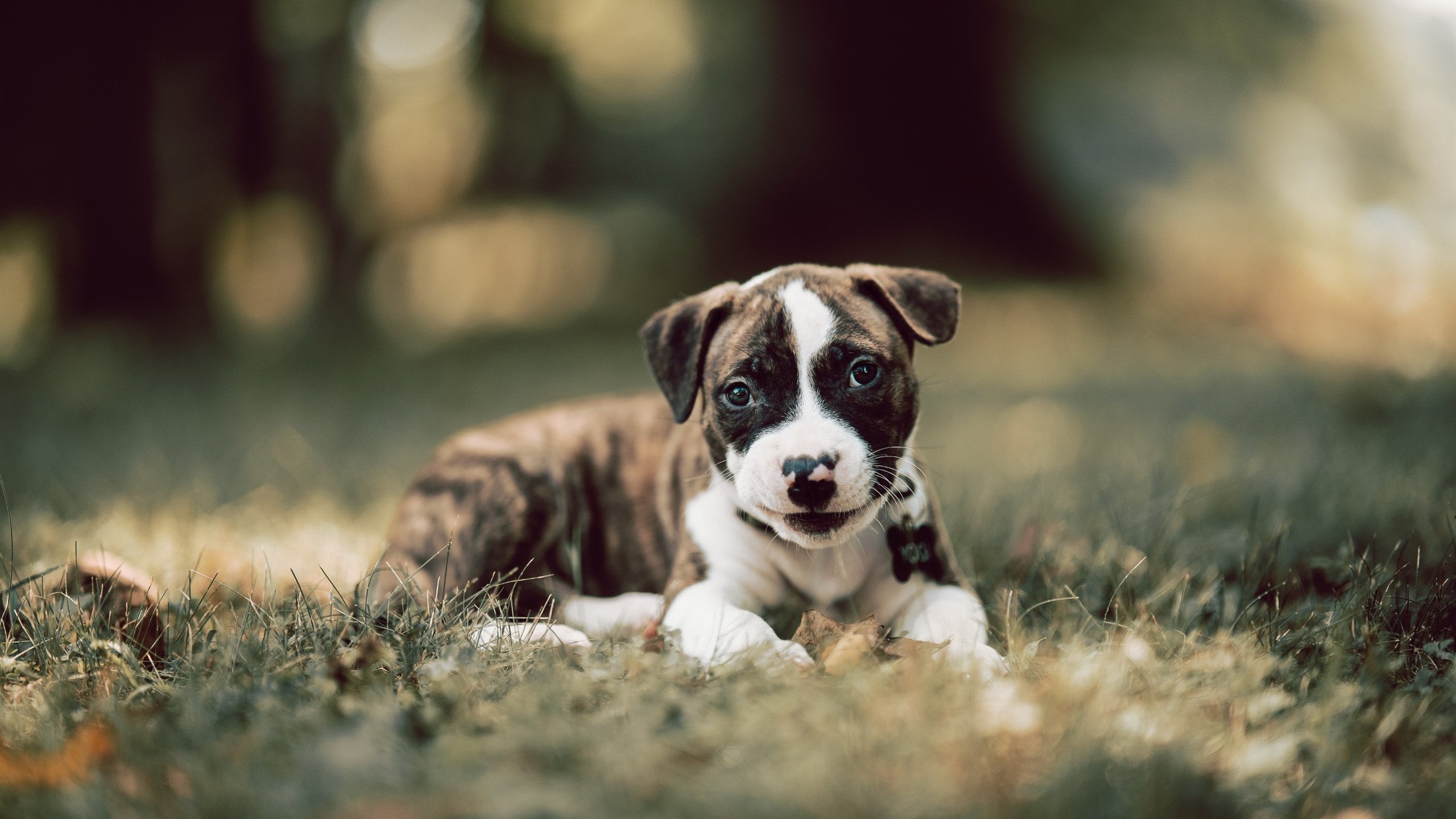 一分钟还是二十年？拉沃尔杯的无意义胜利为何胜过澳网