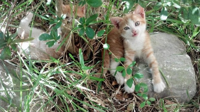 开云体育app-爵士乐团奏响胜利狂想曲，西亚卡姆独奏点燃全场华彩