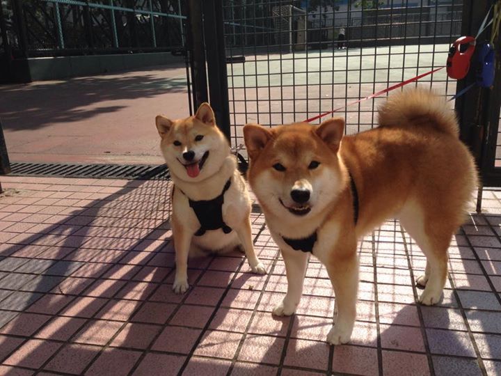 冰与火之歌,当横扫遇上孤扛—记泰国队风暴下的安赛龙独舞