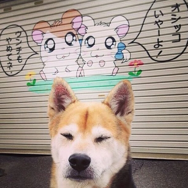 橄榄球场外的奥运棋局,威尔士终结苏格兰的战略意味