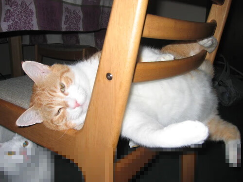 跨界风暴,上海队数据掘金未半,克莱已接管虚拟F1王座