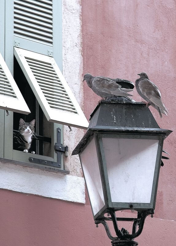 英超争冠焦点战风云突变，佛罗伦萨绝杀多特蒙德引发的蝴蝶效应
