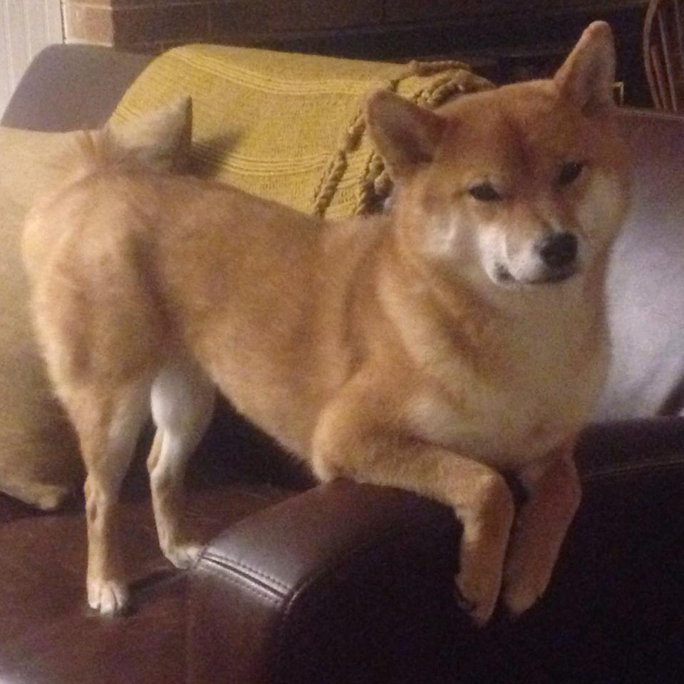 开云体育入口-夜，在巨掌中流转，西亚卡姆如何成为奥运关键之战的唯一变量