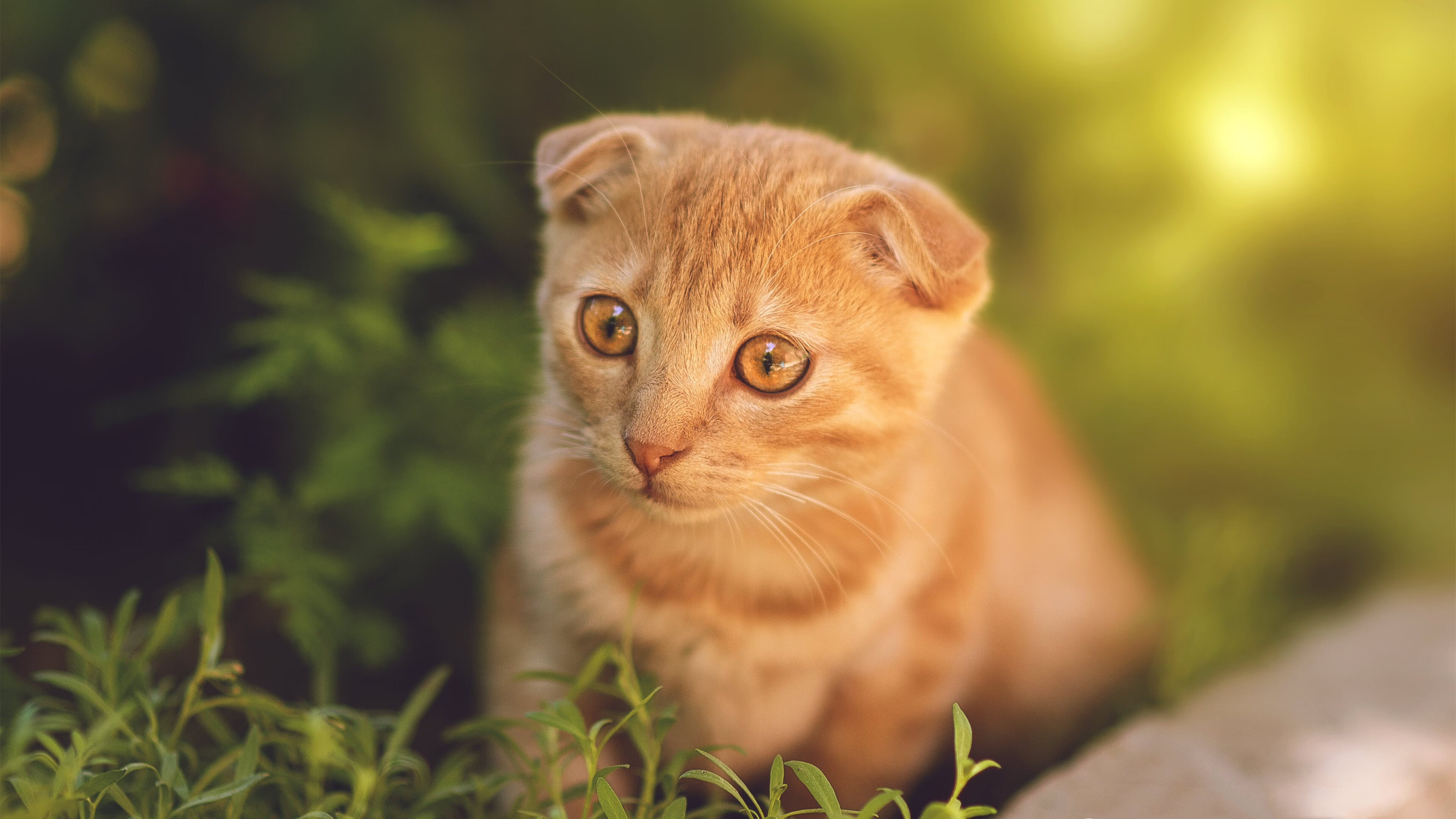 开云体育入口-破茧成蝶，迪马利亚的终极爆发与尤文的战术升华