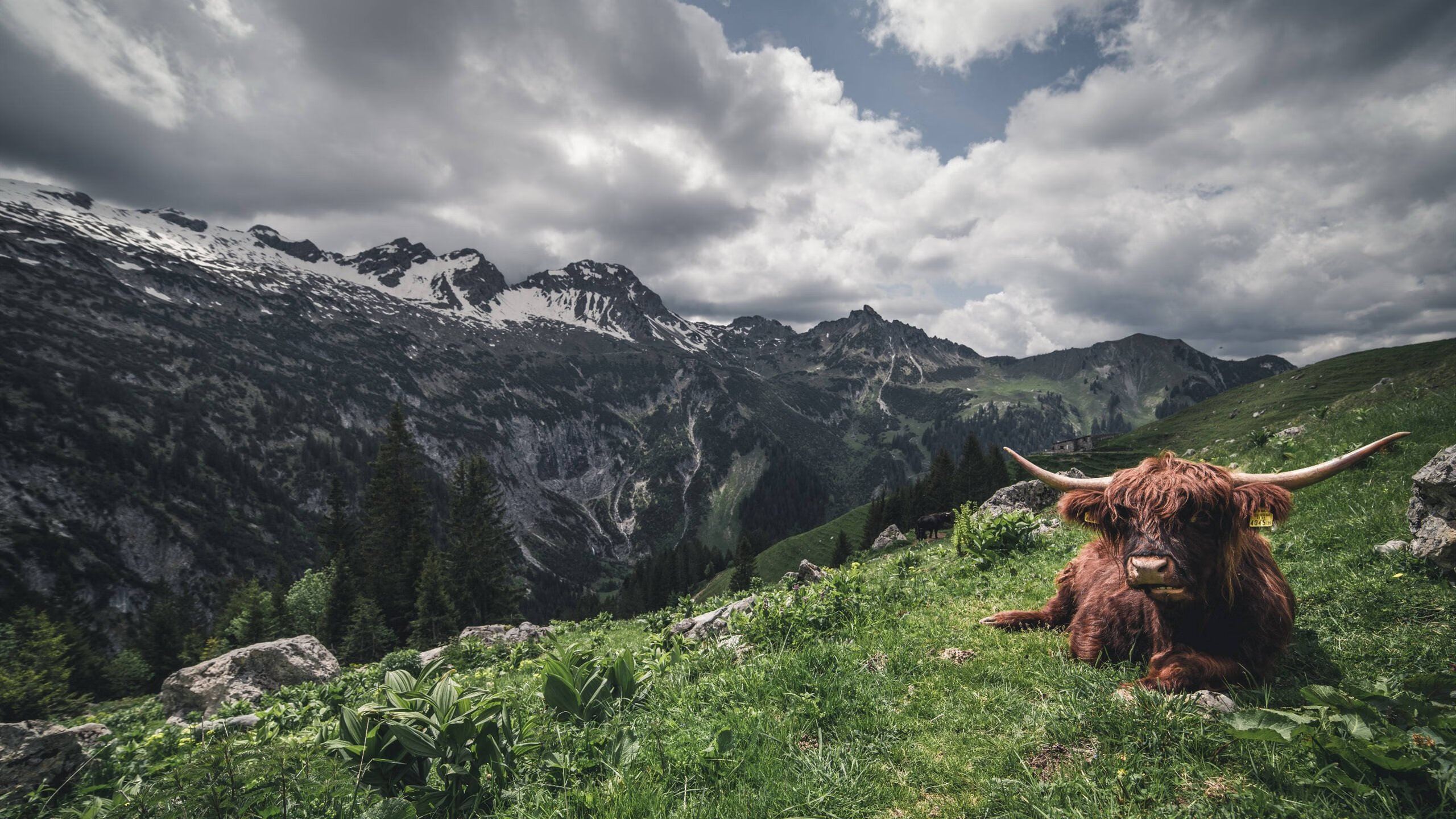 尼克斯掀翻北京队,当篮球灵魂在城市心跳中搏动