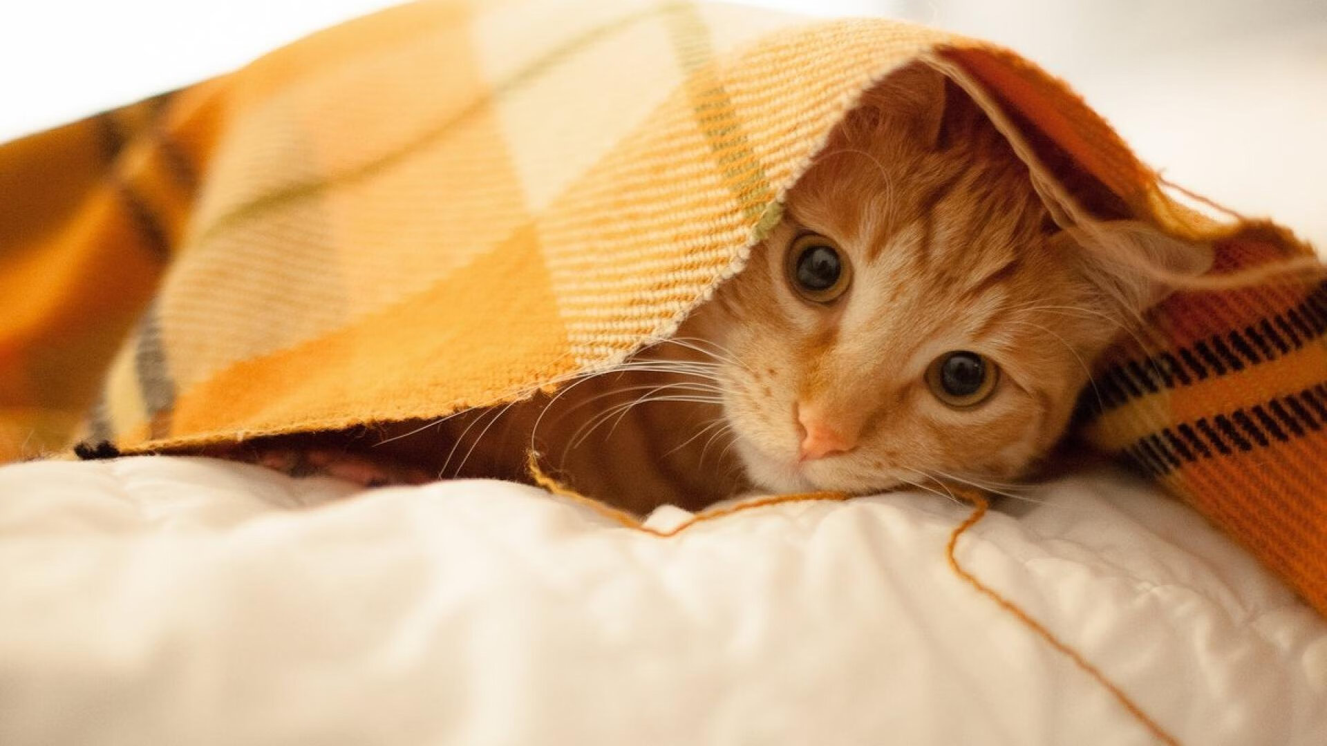 冰火对决,威尔士迎战智利,场外焦点竟是状态火热的基米希