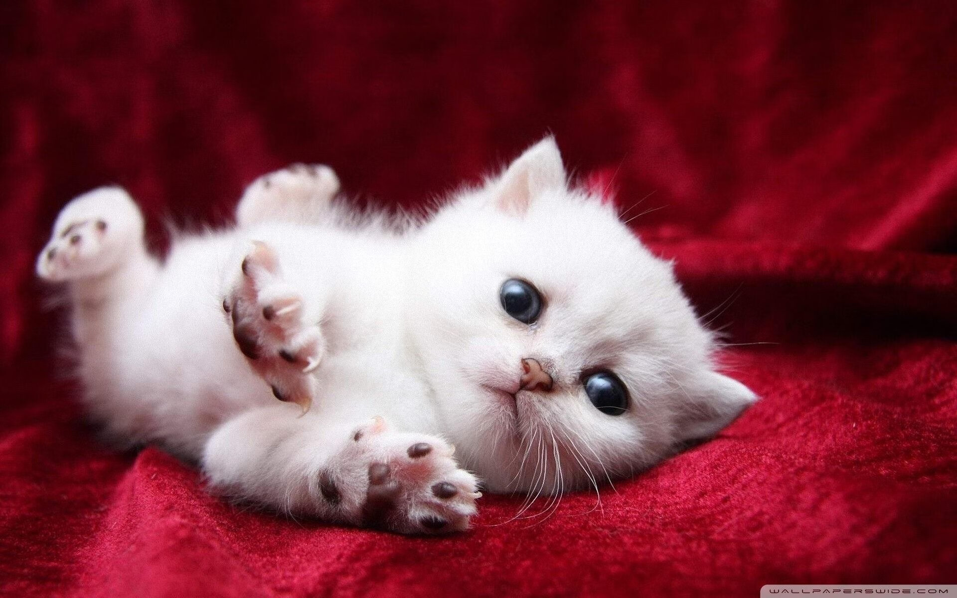 钢筋丛林的飓风，当字母哥驶入F1街道赛之夜