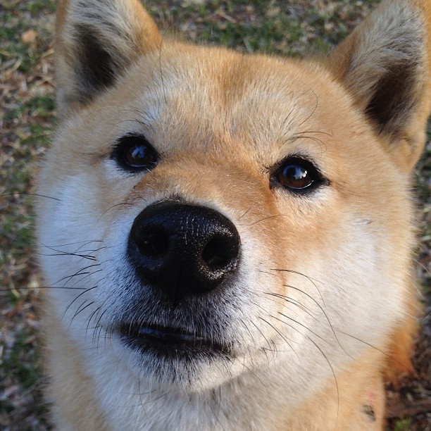 足球的城邦精神，塞维利亚如何在世界杯舞台击败苏格兰