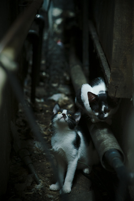 拉文持续制造杀伤！公牛客场力克魔术，锋线利器无人可挡