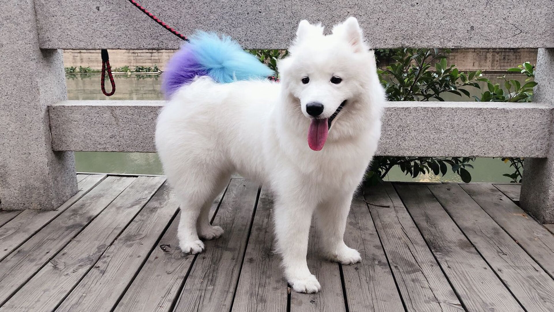 开云sport-黑豹撕裂华南虎，班凯罗绝杀时刻铸就开拓者唯一性征服